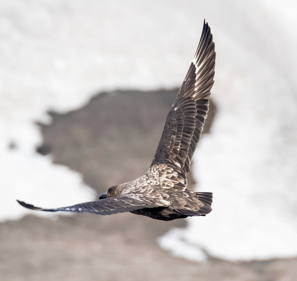 Antarctic Skua attempting an attack on a penguin colony, Deception Island, South Shetland Islands, Antarctica - Photo, Image