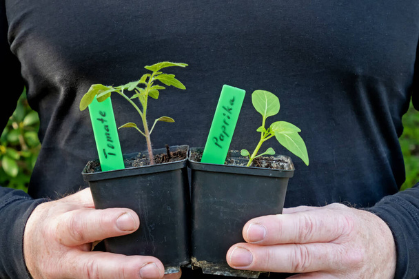 Twee mannelijke handen houden een pot met een tomatenplant en een pot met een peperplant vast. - Foto, afbeelding