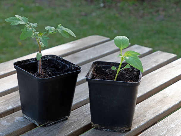 Pot avec une jeune plante de tomate et un pot avec un semis de poivre sur une table en bois dans un jardin
 - Photo, image