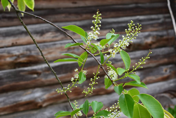 Mayıs ayında Prunus serotina 'nın çiçek açan dalları. Vahşi siyah kiraz (Prunus serotina) çiçekleri bahar güneşinde parlar. Vahşi kara kiraz çiçekleri baharda bir daldan sarkan. - Fotoğraf, Görsel