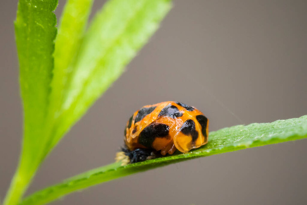 Ladybug insect larva or pupacloseup. Pupal stage on green vegetation closeup.  - Photo, Image