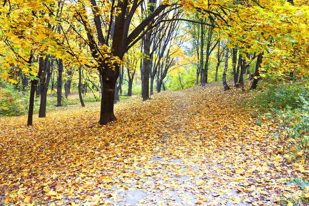 Krásný barevný podzimní park - Fotografie, Obrázek