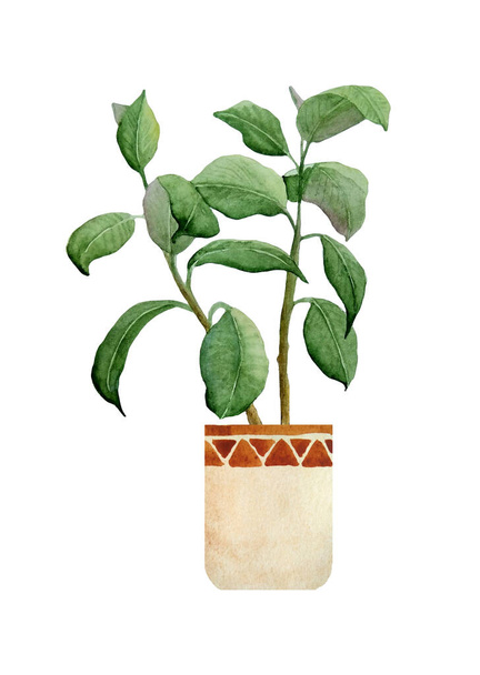 ακουαρέλα ζωγραφισμένα στο χέρι απεικόνιση του νωπού φυτού καουτσούκ ficus. Για την εσωτερική διακόσμηση λάτρεις της φύσης λουλούδι houseplant σε καφέ πηλό terra cotta μπεζ γλάστρα πλούσιο φύλλωμα αστική τροπική ζούγκλα σε στυλ Boho - Φωτογραφία, εικόνα