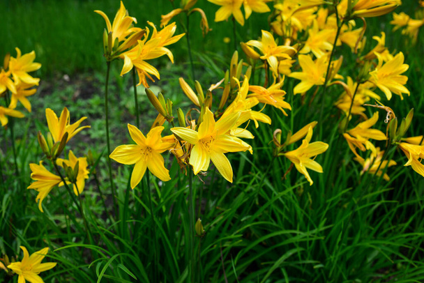 Macro foto naturaleza flor floreciente Lilium. Textura de fondo floreciendo flores amarillas lirio. Imagen de una planta de primavera floreciendo lirio amarillo
. - Foto, Imagen