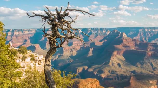 Arbre mort et buissons au bord du Grand Canyon
 - Séquence, vidéo