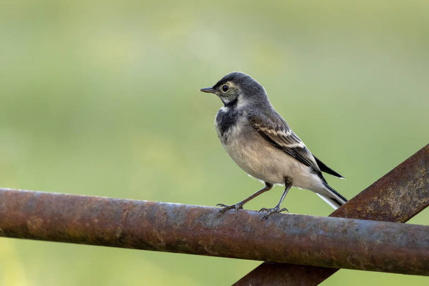 Juvenile Pied Wagtail resting on an iron gate - Photo, Image