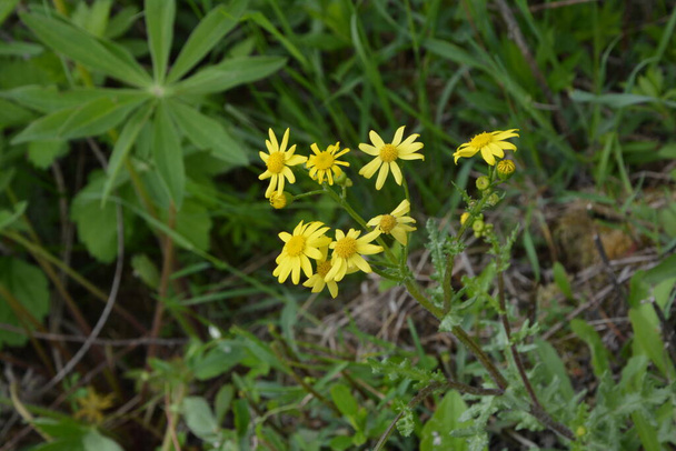 Закройте красивые ярко-желтые цветки Senecio felalis или восточной земляники, растущие на грядке. Цветущая весна. - Фото, изображение
