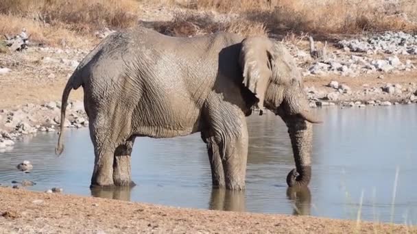 Αφρικανικός ελέφαντας (Loxodonta africana) πίνει νερό σε μια νερότρυπα στο Εθνικό Πάρκο Etosha, Ναμίμπια, Αφρική - Πλάνα, βίντεο
