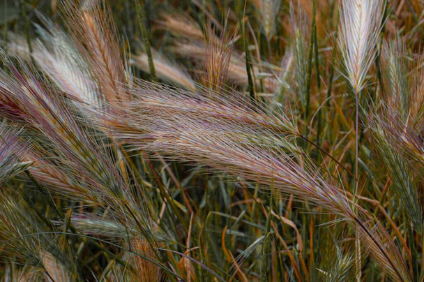Weizenstacheln auf dem Feld - Foto, Bild