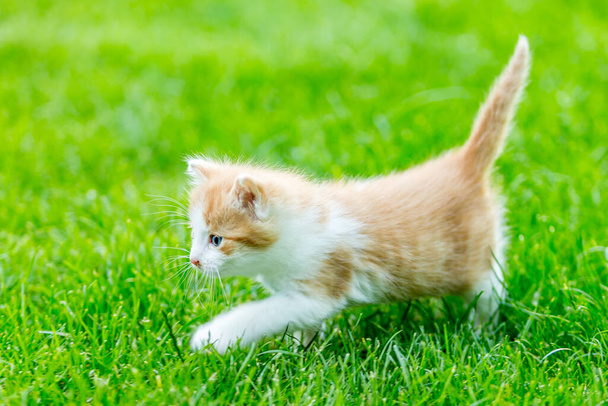 Ginger piccolo gattino primo piano su uno sfondo sfocato in un cortile colorato. Divertenti animali domestici su erba verde
 - Foto, immagini