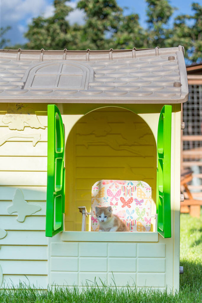 Retrato de gatito de jengibre en una pequeña casa para niños hecha de plástico. Animales domésticos divertidos en el patio trasero
 - Foto, Imagen