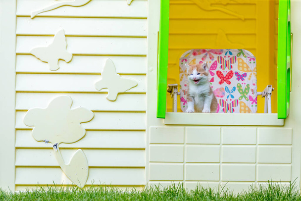 プラスチック製の小さな子供の家でジンジャー小さな子猫の肖像画。裏庭で面白い家畜 - 写真・画像