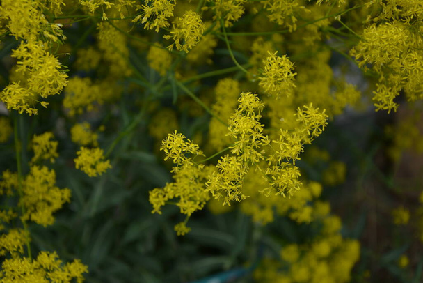 De honingdragende plant Woad (Isatis tinctoria) bloeit prachtig in de voorjaarstuin. Selectieve focus van het beeld. - Foto, afbeelding