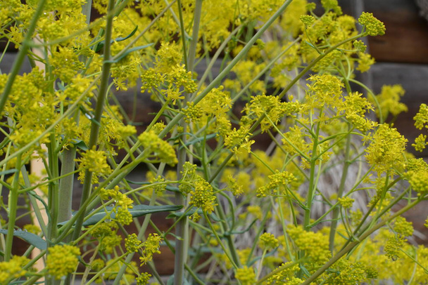 The honey-bearing plant Woad (Isatis tinctoria) blooms beautifully in the spring garden. Selective focus of the image. - Photo, Image