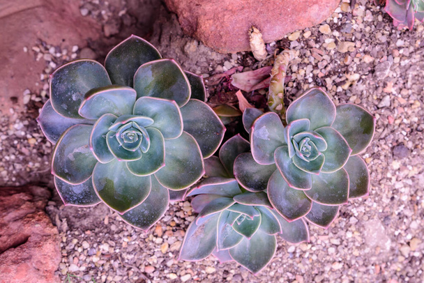 Little green succulent plants with fresh leaves in direct sunlight planted in sand and little stones a garden, photographed from above with soft focus - Photo, Image