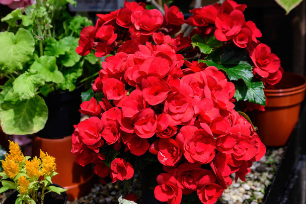Close up of delicate small vivid red begonia flowers with fresh green leaves in a pot in a garden in a sunny summer day, perennial flowering plants in the family Begoniaceae, vivid floral background - Photo, Image