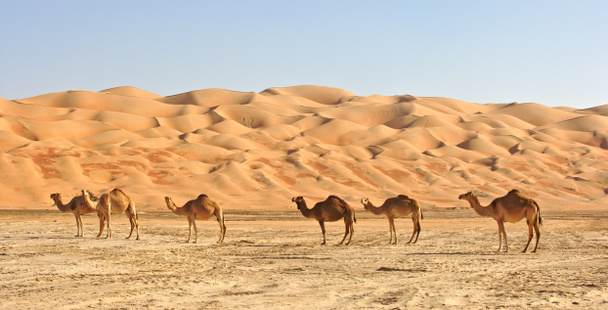 άδειας συνοικίας καμήλες - Φωτογραφία, εικόνα