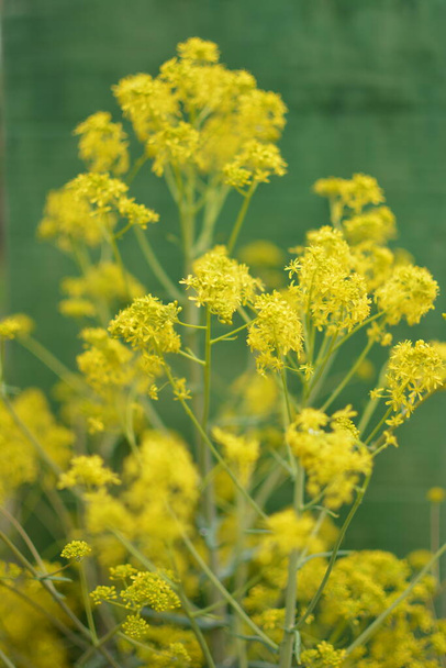 The honey-bearing plant Woad (Isatis tinctoria) blooms beautifully in the spring garden. Selective focus of the image. - Photo, Image