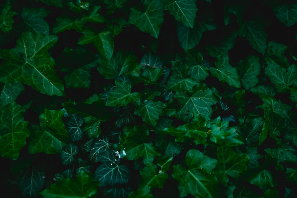 Ivy leaves forming a dark green background. Wall covered with ivy. Drops of water on the leaves. - Foto, Bild