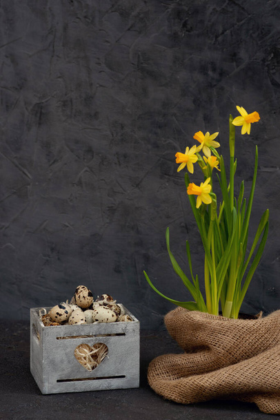 Easter decoration of a quail bird egg in a wooden basket with fresh flowers of Narcissus burlap on a dark concrete background. Spring. Healthy eating concept. Minimal decor. Copy space. - 写真・画像