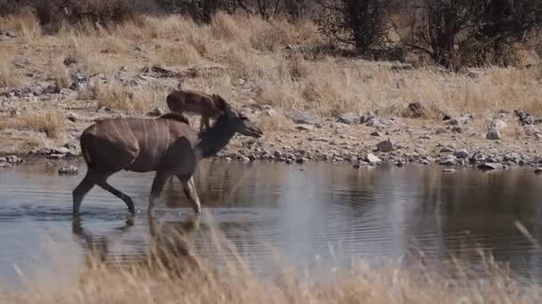 Greater kudu (Tragelaphus strepsiceros) w parku narodowym Etosha, Namibia, Afryka - Materiał filmowy, wideo