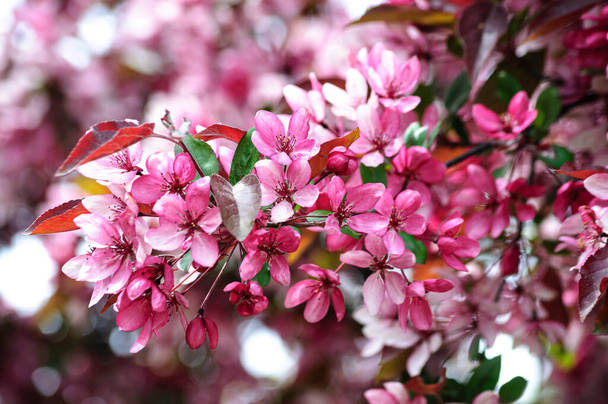 magnífico florecimiento del manzano del paraíso impresiona por su belleza y esplendor
 - Foto, imagen