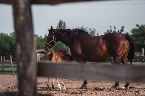 At çiftliği. Atların ailesi, kahverengi atlar arkada yürüyor.. - Fotoğraf, Görsel