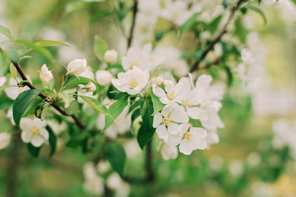 春桜の開花枝。ソフト選択的フォーカス。春の花の質感。水平 - 写真・画像