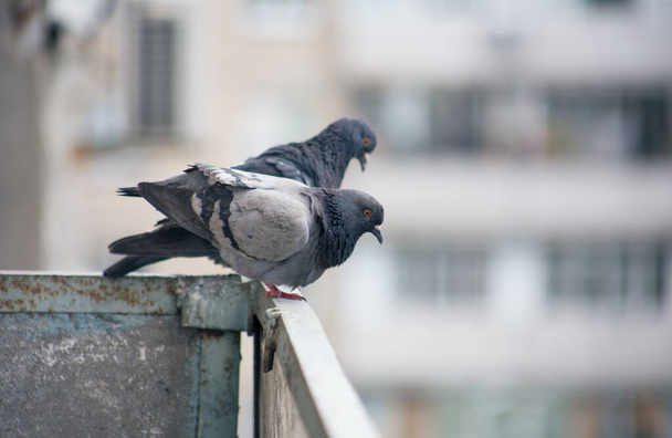 City pigeon sits on a fence in the street - Photo, Image