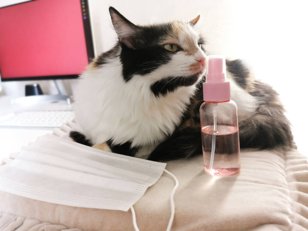 Kissa makaa pöydällä naamio ja antiseptinen omistajien työpöydällä aikana itsensä eristäminen talon. Freelancer-kissa - Valokuva, kuva