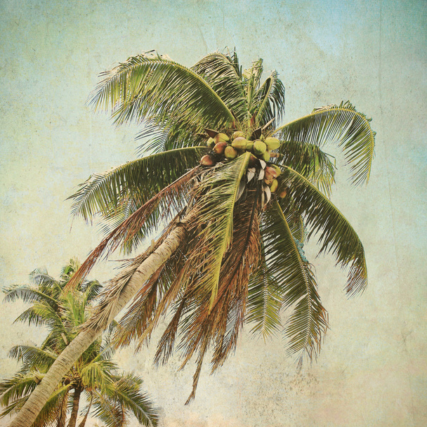 Mare Costa del cocco
 - Foto, immagini
