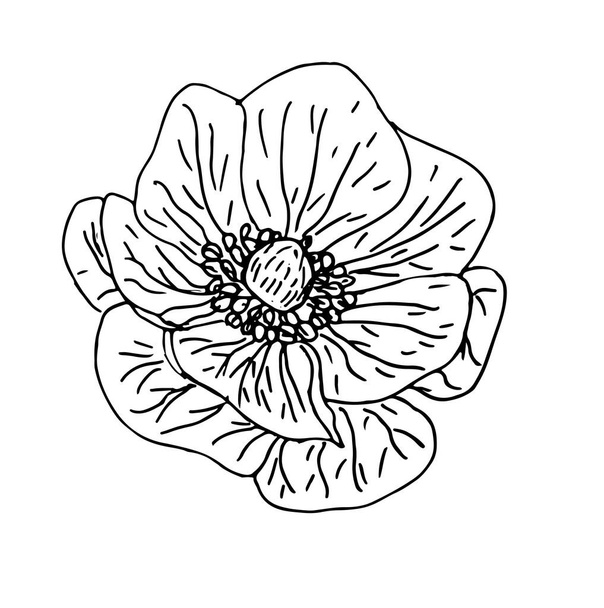 Hand drawn anemone flower in outline style. Vector isolated on white background. Top view - Vector, Imagen