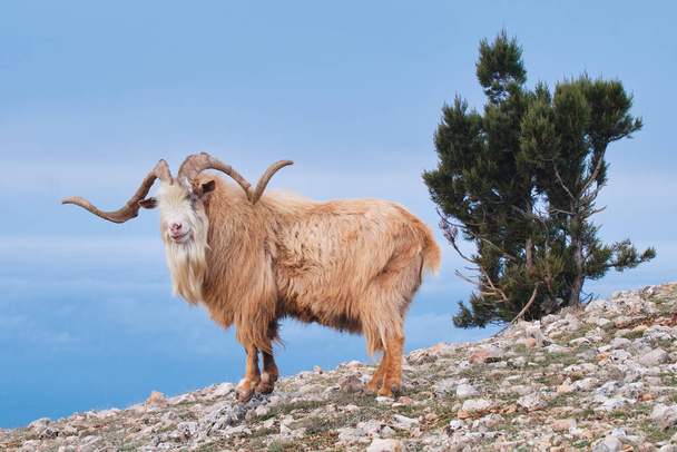 Portrait of wild goat on a mountainside in the daytime on a blue background. - Photo, Image