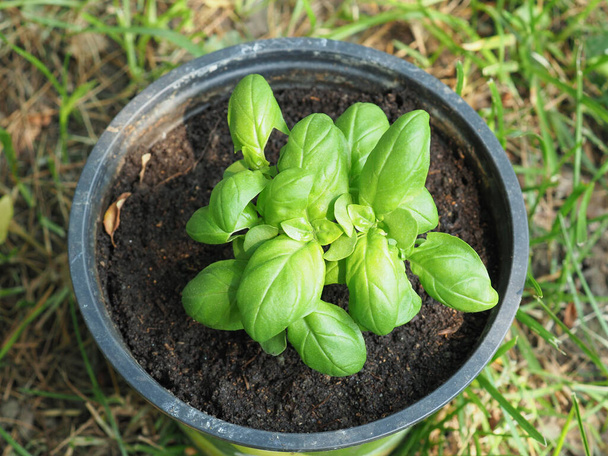 bazylia (nazwa naukowa Ocimum basilicum) alias Thai basil or sweet basil plant in a pot - Zdjęcie, obraz