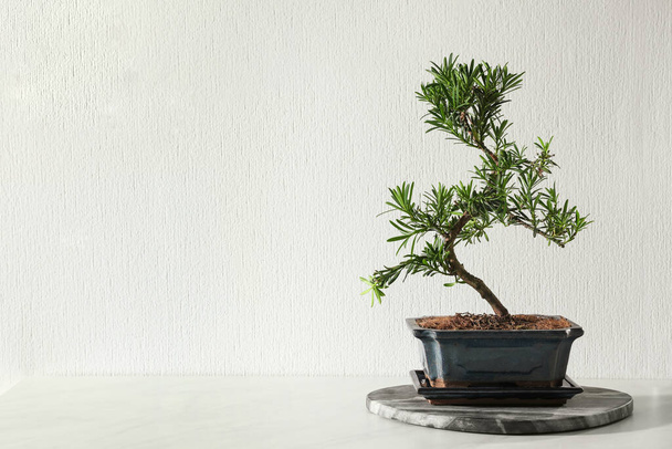 Japanese bonsai plant on table near white wall, space for text. Creating zen atmosphere at home - 写真・画像