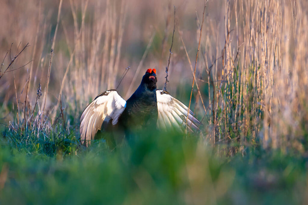 Black grouse in wildlife. Black Grouse with red crest at lek. Spring wildlife scene. Hunting background. - Photo, Image