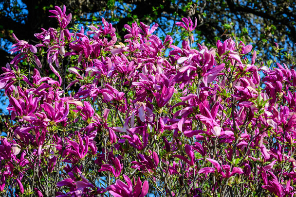 Крупним планом великі ніжні темно-рожеві квіти магнолії цвітуть на гілках дерев у саду в сонячний весняний день, красивий відкритий квітковий фон
 - Фото, зображення