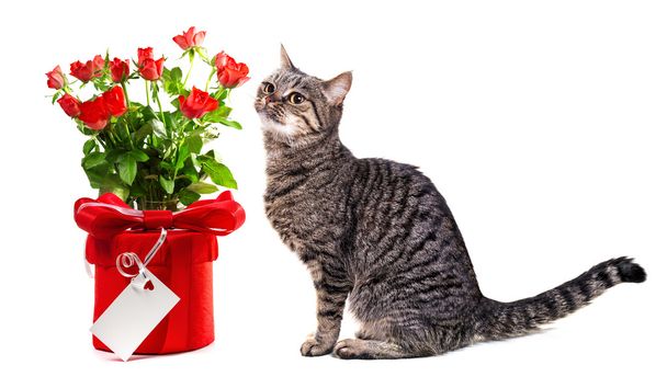 European cat with gifts. Isolate on white background, - Photo, Image