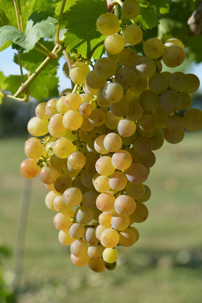 fehér szőlő - Fotó, kép