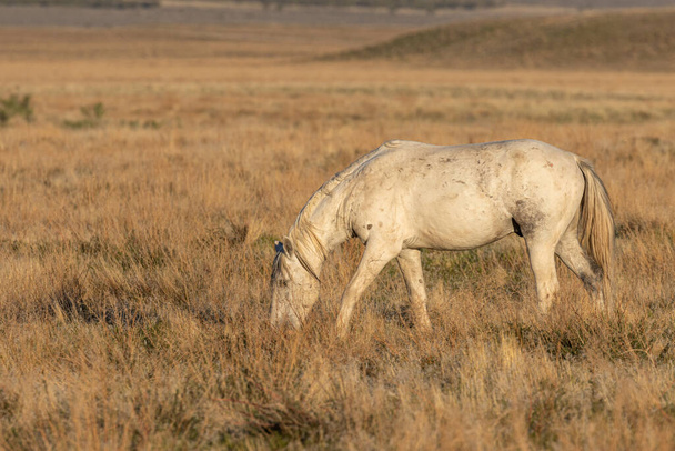 ένα άγριο άλογο επιβήτορα την άνοιξη int η έρημος Γιούτα - Φωτογραφία, εικόνα