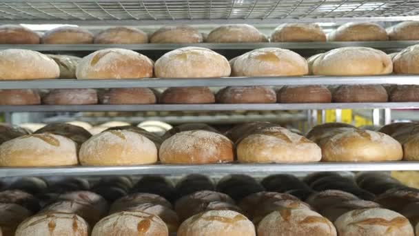 Producción de productos de panadería. El pan recién horneado se encuentra en los estantes de la panadería. Un montón de pan en los estantes de la panadería
. - Metraje, vídeo