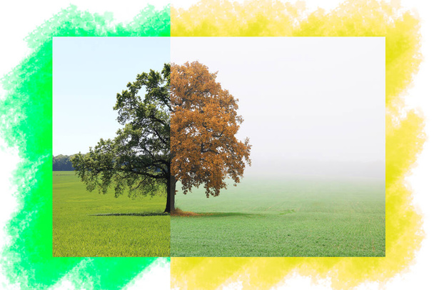 Colagem abstrata com lados diferentes misturados da árvore com estações de mudança do verão ao outono
 - Foto, Imagem