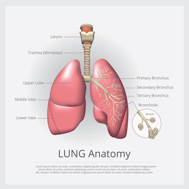 Lung with Detail Vector Illustration - Vector, Image