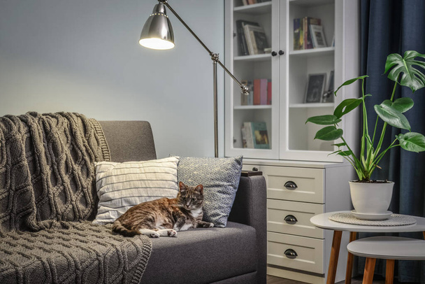 Sofá gris con cojines, cuadros de punto, gato y lámpara de pie en la habitación con paredes azules
 - Foto, Imagen