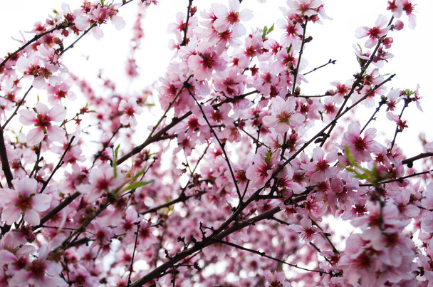 Wiosną. Zazwyczaj sakura kwitnie wiosną. Tło z kwiatów sakura. - Zdjęcie, obraz