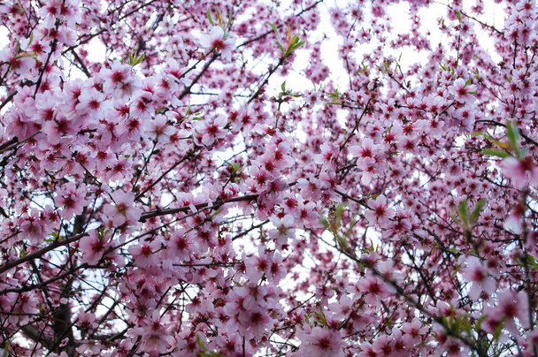 Jaro. Obvykle sakura kvete na jaře. Pozadí ze sakura květiny. - Fotografie, Obrázek