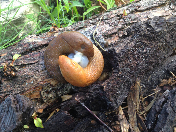 Yellow slug (Limacus Flavus) and brown slug (Limax Maximus) are having sex on the old tree. Two slugs falling in love on the decayed tree. - Photo, Image