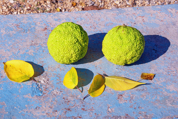 Φθινόπωρο. Φρούτα και κίτρινα φύλλα πορτοκαλιού Osage (Maclura pomifera) σε παλιό ρουστίκ πάγκο την ηλιόλουστη μέρα. Μαυροβούνιο  - Φωτογραφία, εικόνα