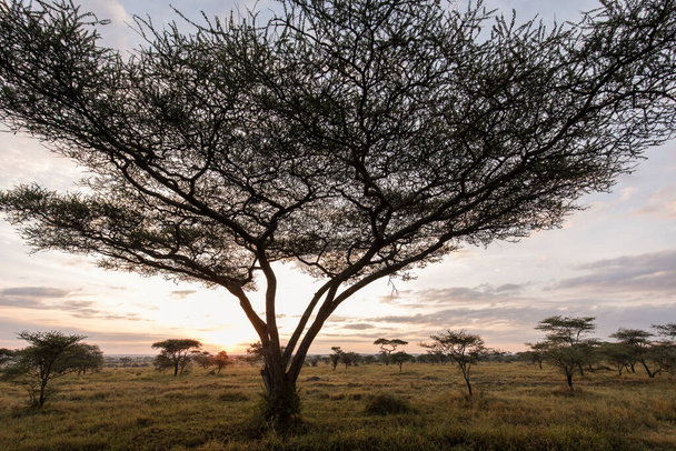 Prachtige acaciaboom met zonsopgang op de achtergrond tijdens de safari in Serengeti National Park, Tanzania. Wilde natuur van Afrika - Foto, afbeelding