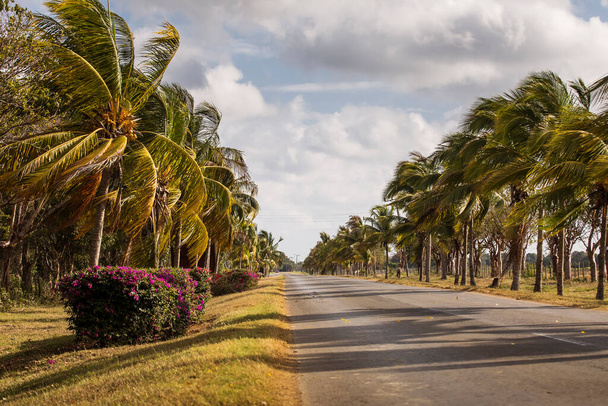 Street with full of palm trees around. Beatiful road of Bay of Pigs, Cuba - Photo, Image